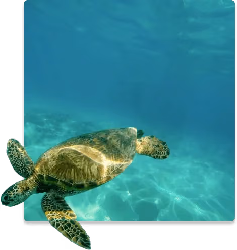 imagem de uma tartaruga nadando no mar.